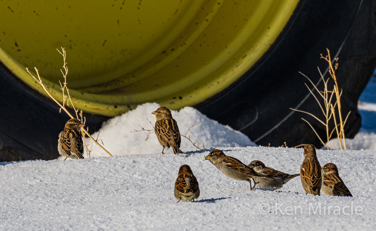 House Sparrow - ML281483751