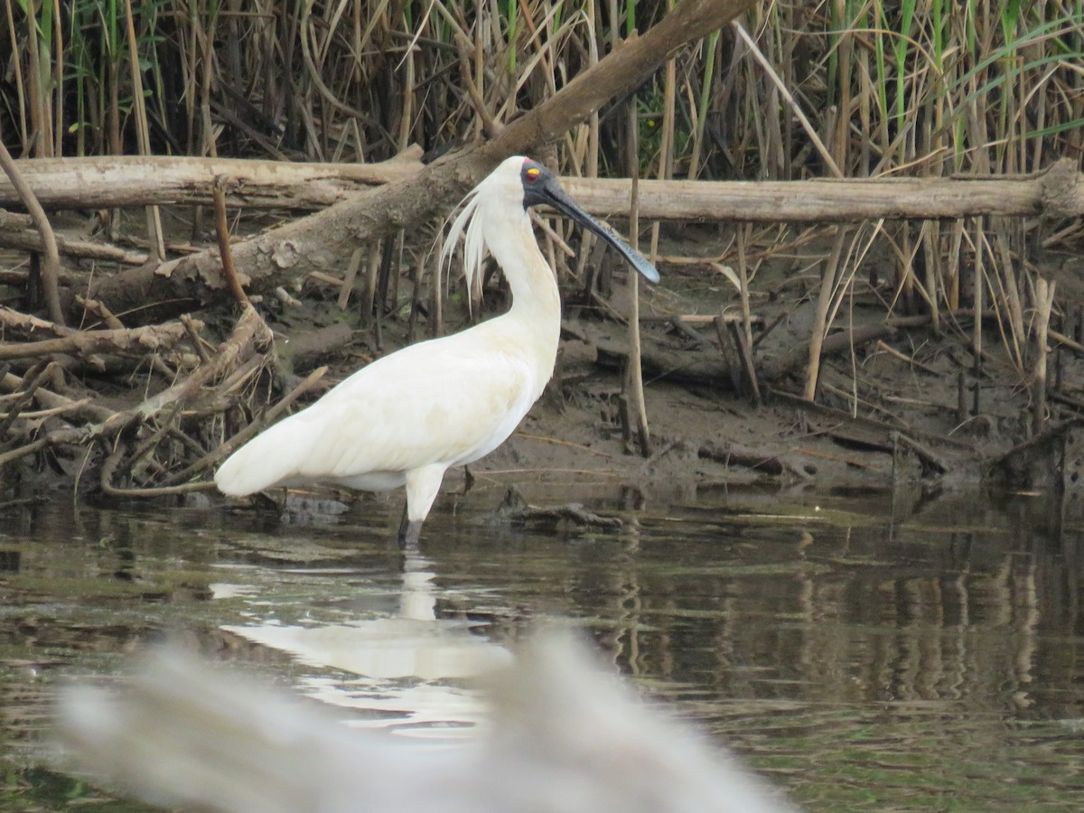 Royal Spoonbill - ML281484101