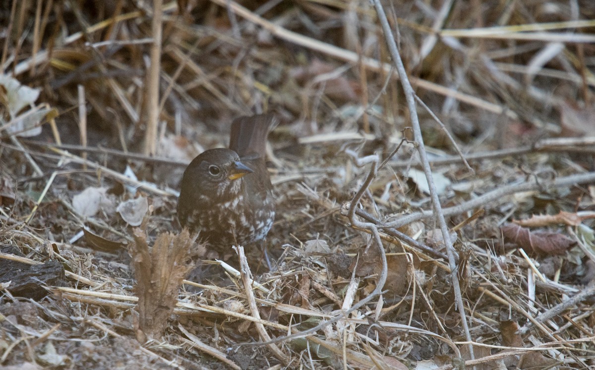 Fox Sparrow - ML281484131