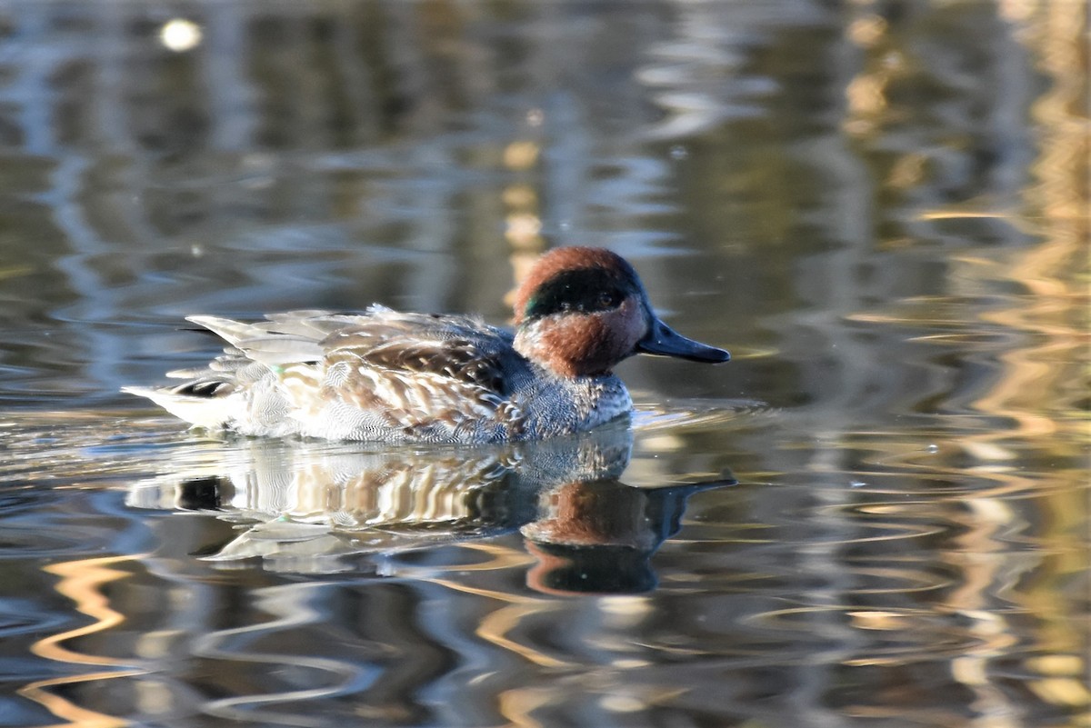 Green-winged Teal - ML281484531