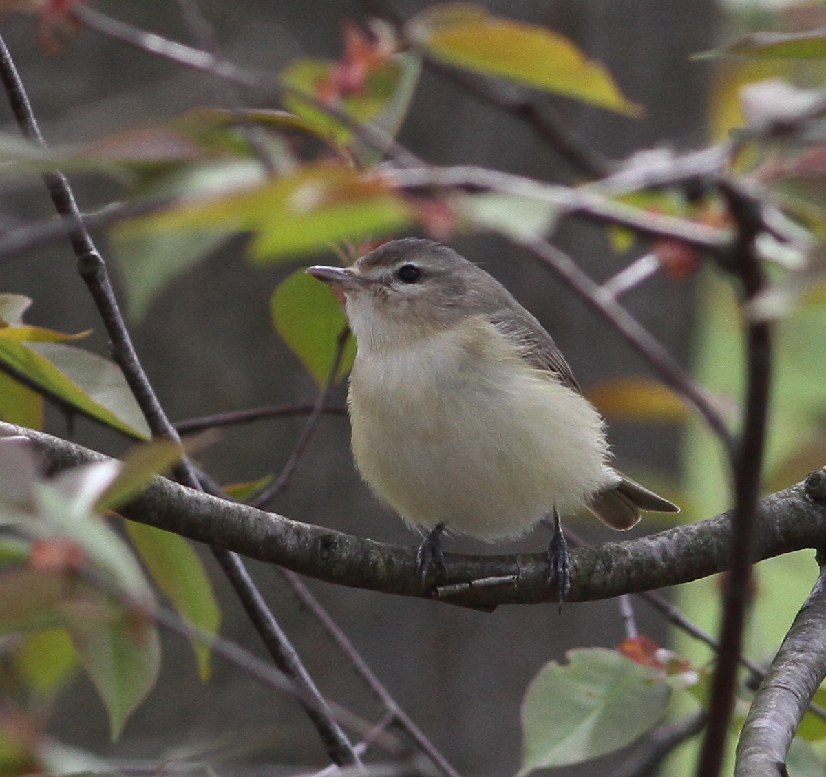 sangvireo - ML28148691