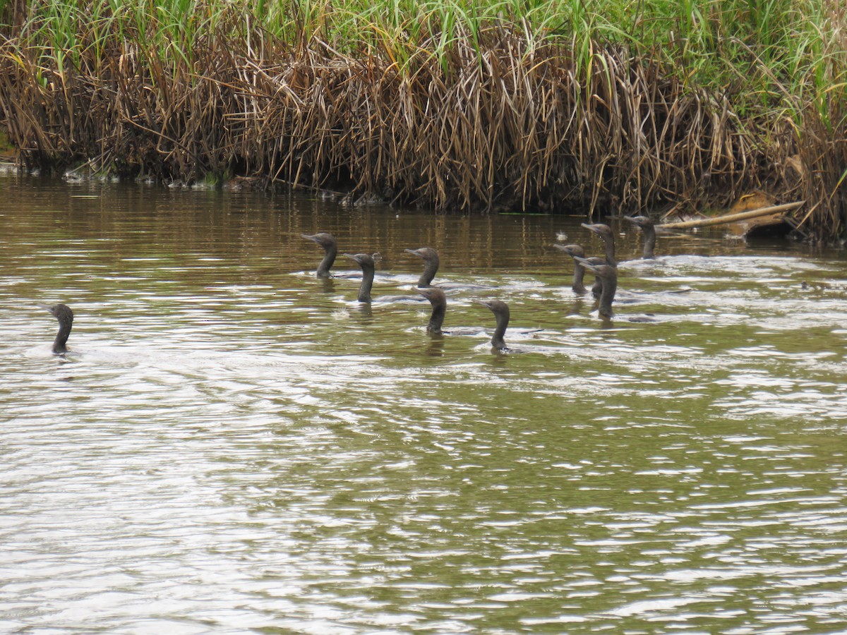 Cormorán Totinegro - ML281487491