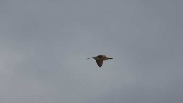 Long-billed Curlew - ML281488101
