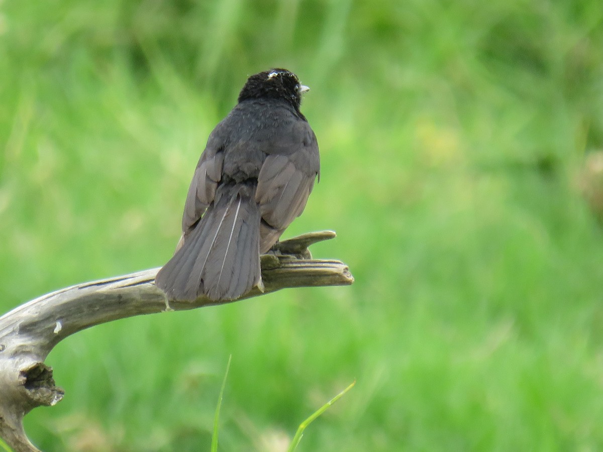 Willie-wagtail - ML281489921