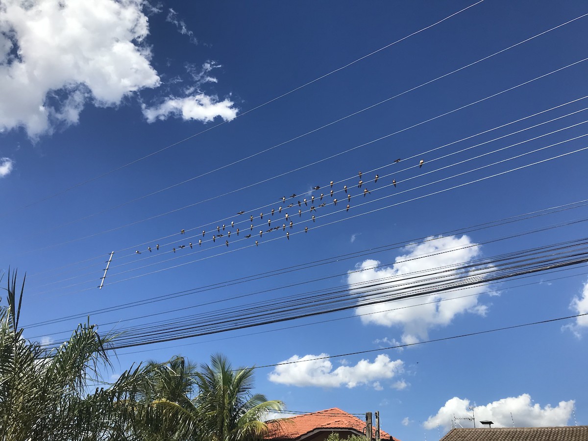 vlaštovka obecná - ML281490251