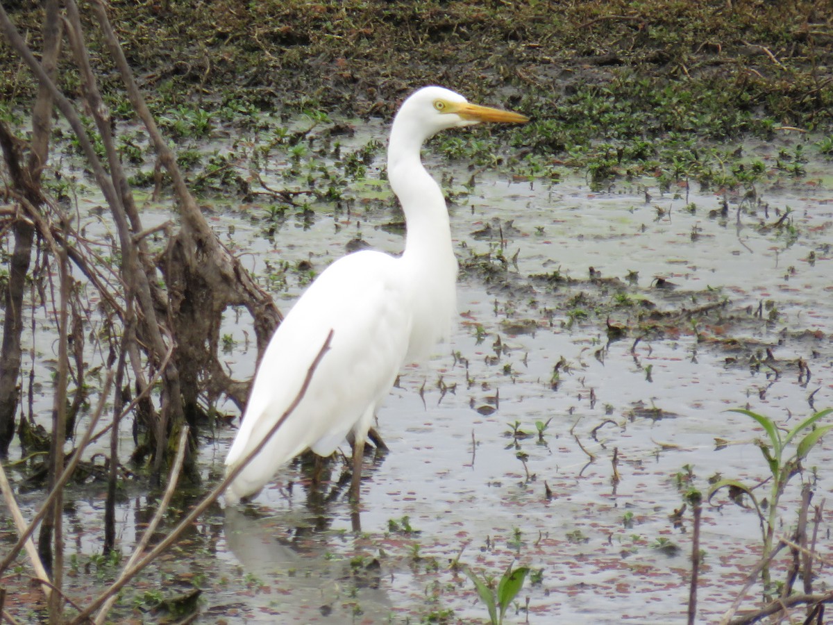 Plumed Egret - ML281491411