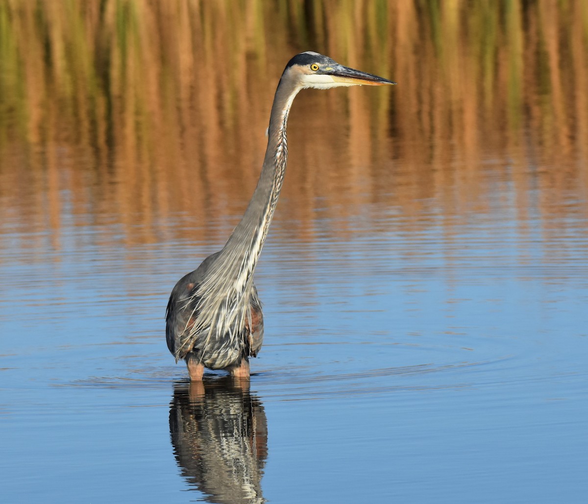 Great Blue Heron - Elke Davis