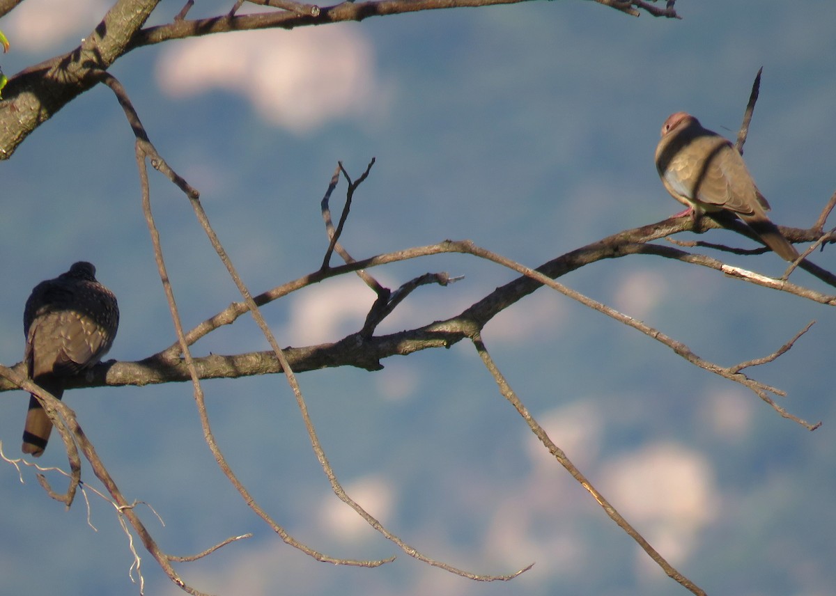 Laughing Dove - ML281492841