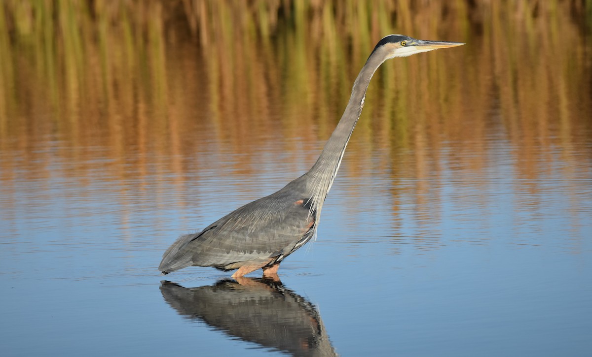 Great Blue Heron - ML281492891