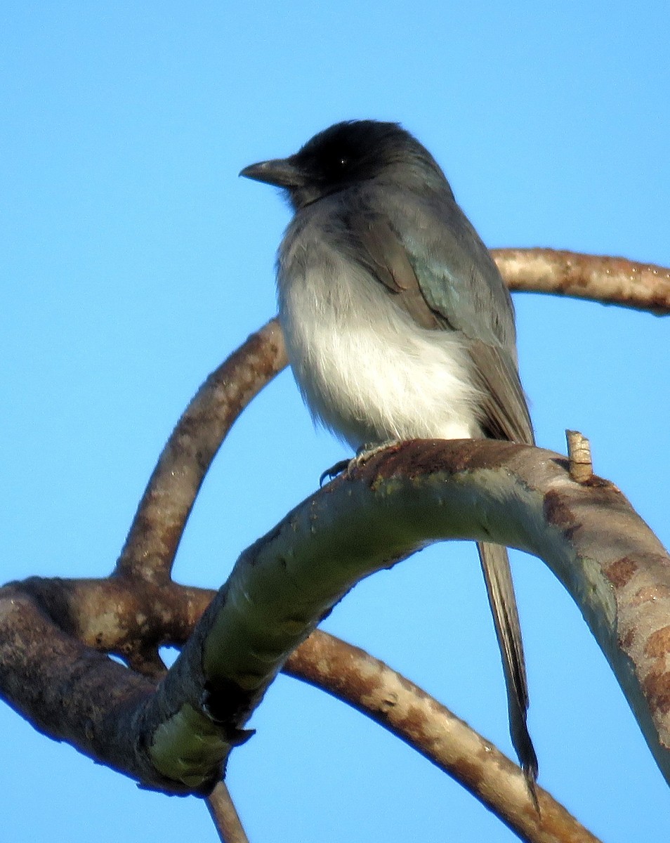 White-bellied Drongo - ML281493381