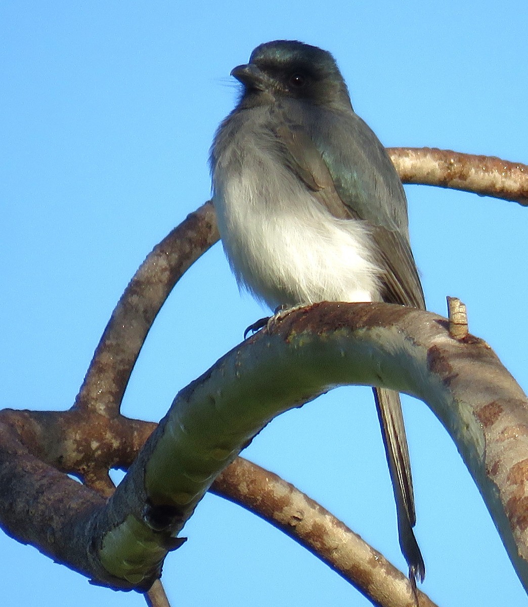 White-bellied Drongo - ML281493431