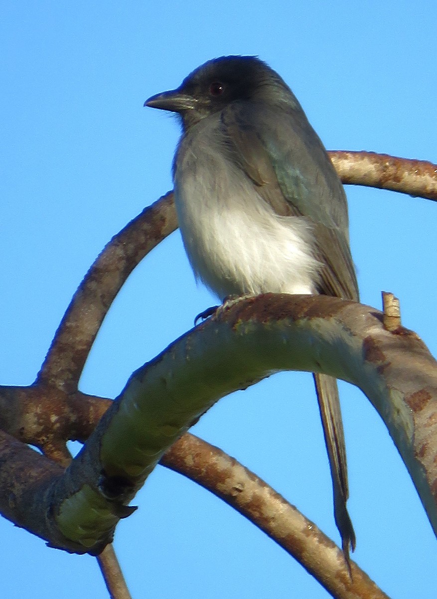 White-bellied Drongo - ML281493541