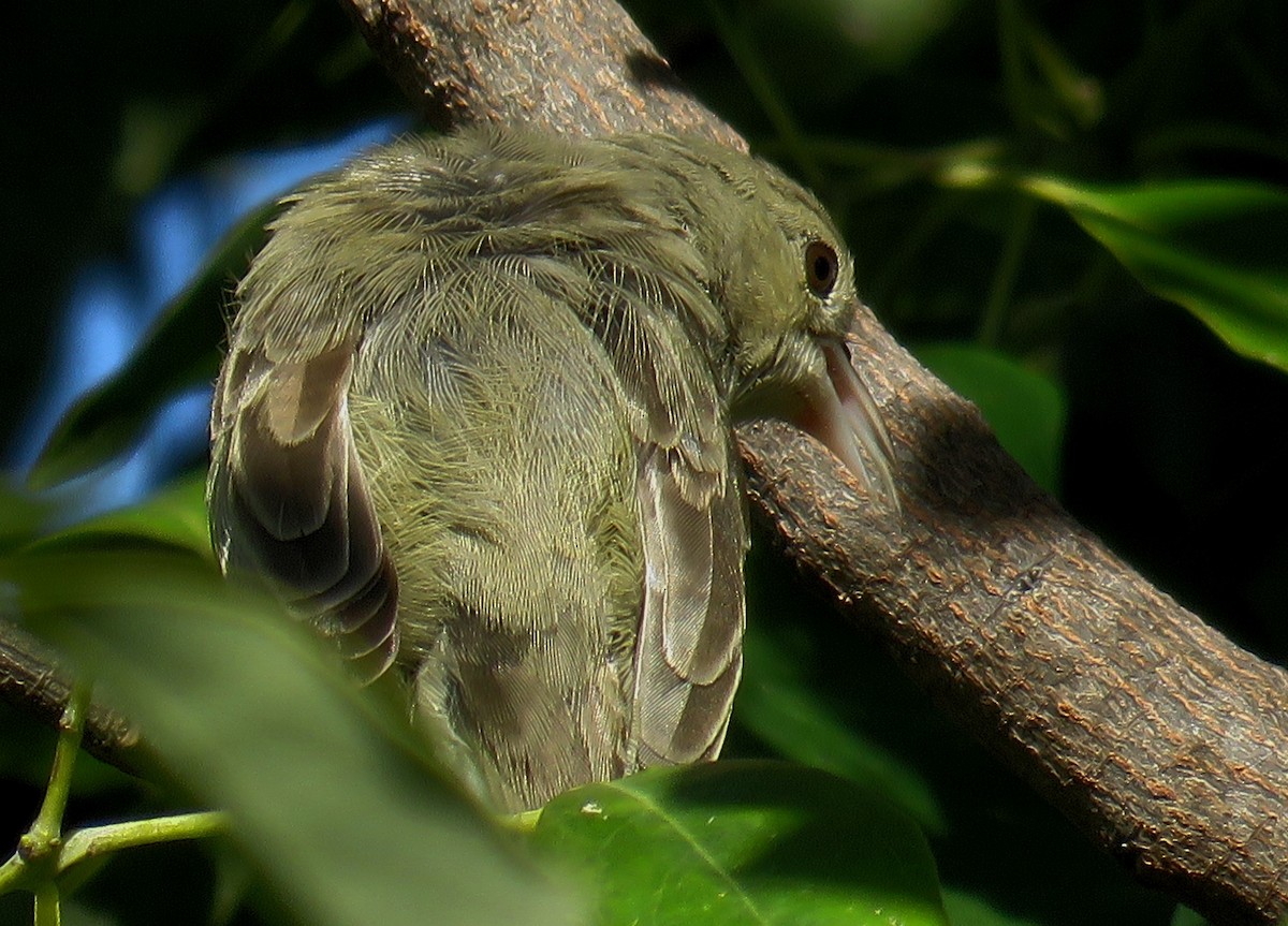 Pale-billed Flowerpecker - ML281494541