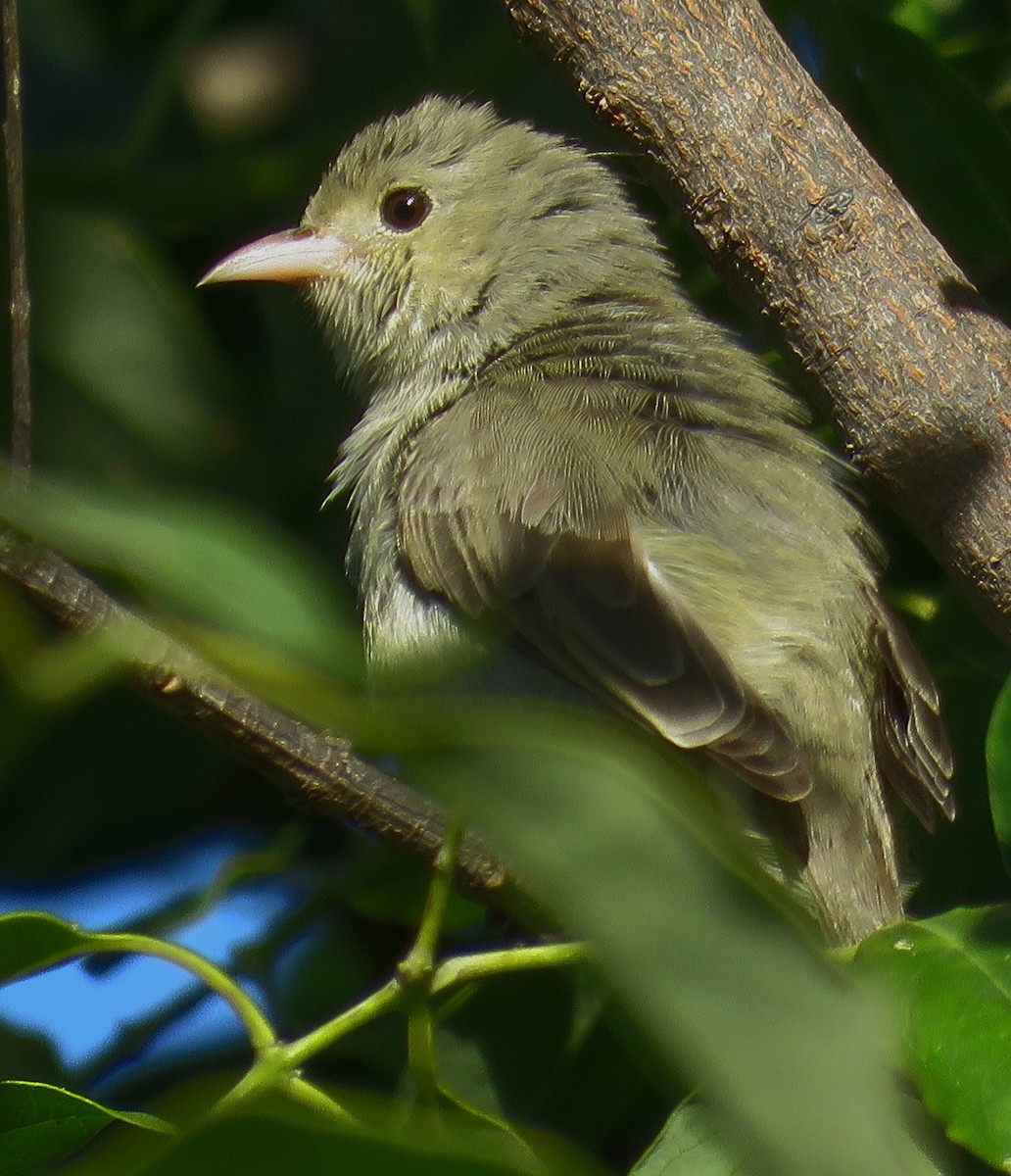 Pale-billed Flowerpecker - ML281494571