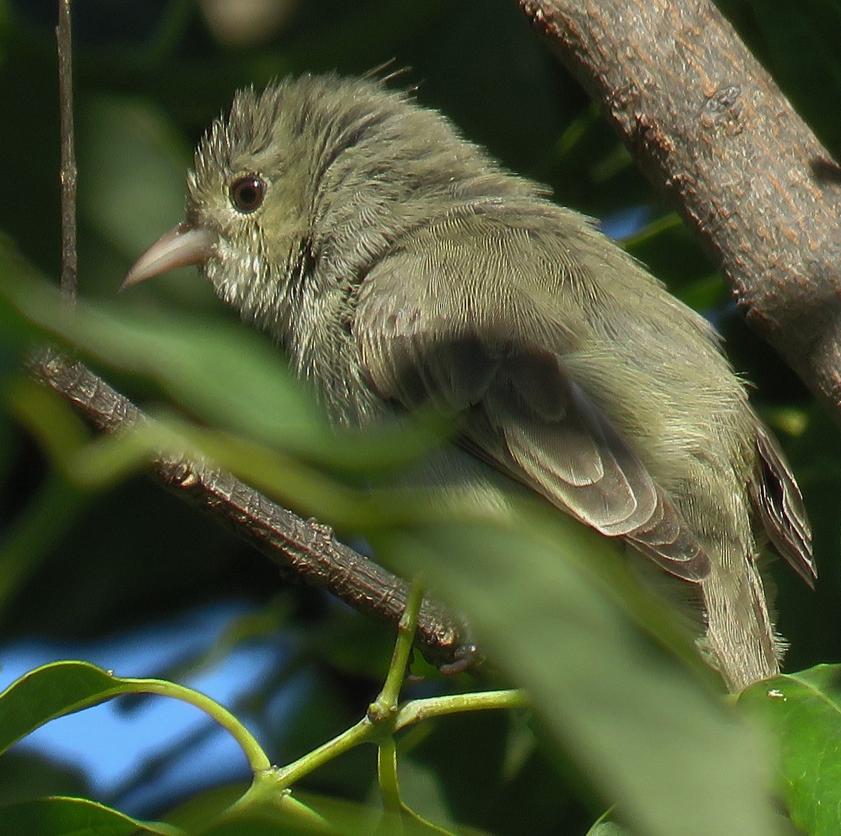 Pale-billed Flowerpecker - ML281494591