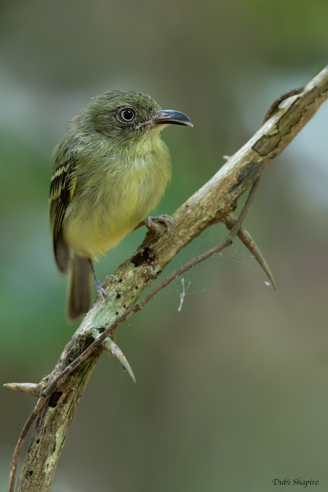 Southern Bentbill - ML281494821