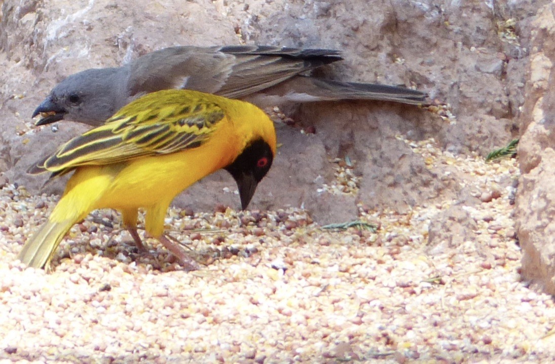 Southern Masked-Weaver - ML281495231