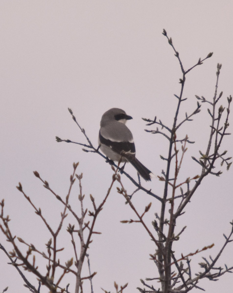 Loggerhead Shrike - ML28149651