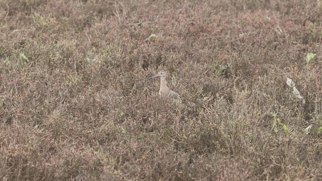 Long-billed Curlew - ML281496581