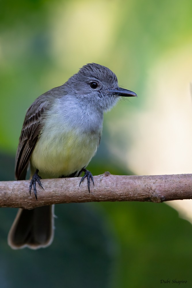 Panama Flycatcher - ML281497321