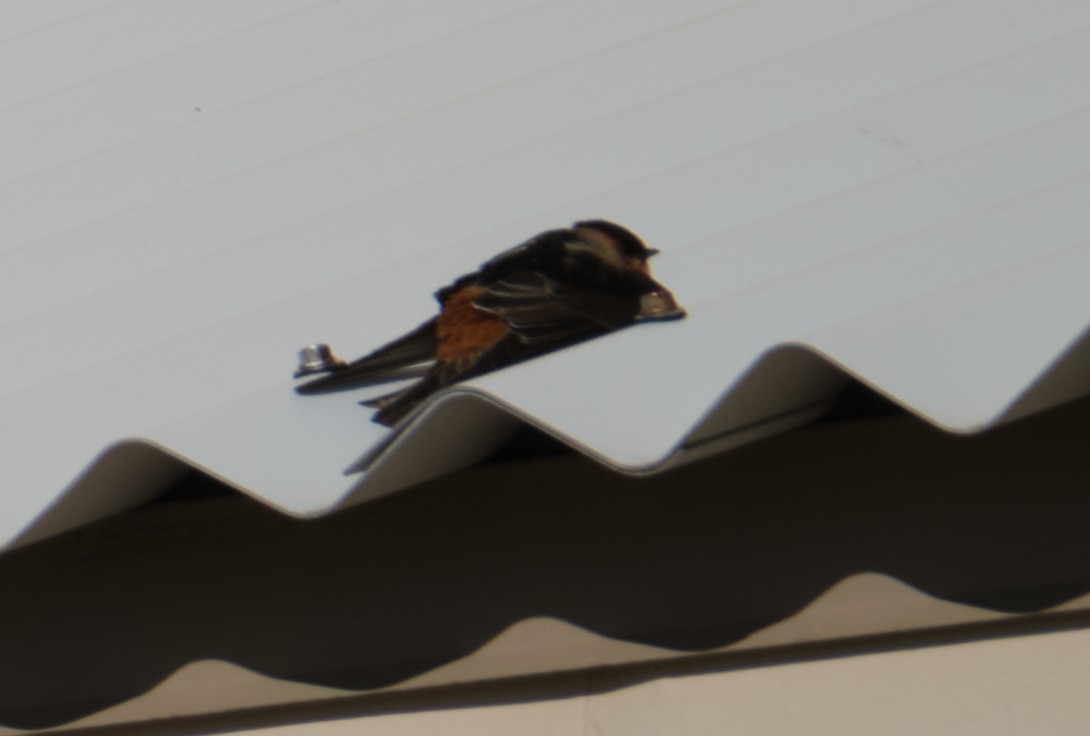 Cave Swallow - ML281498581