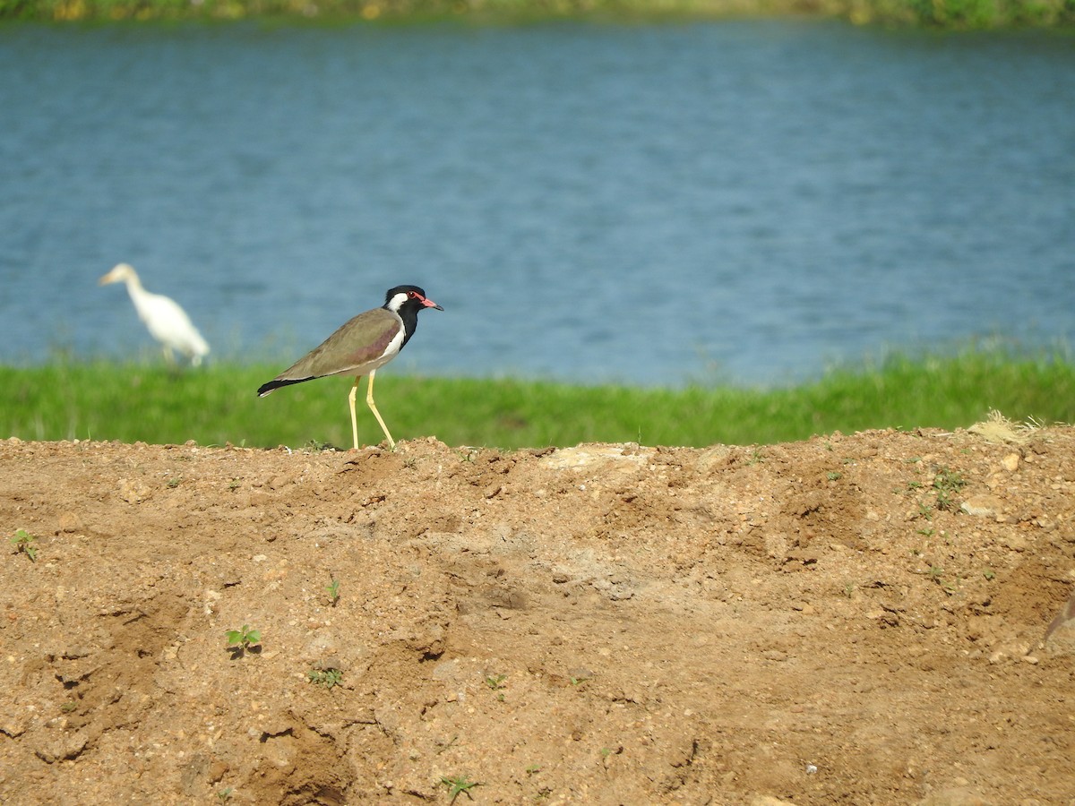 Red-wattled Lapwing - ML281499301