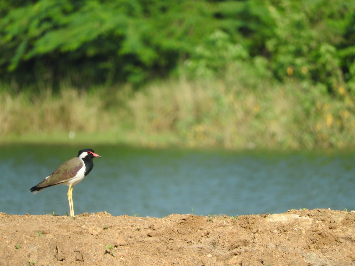 Red-wattled Lapwing - ML281499501