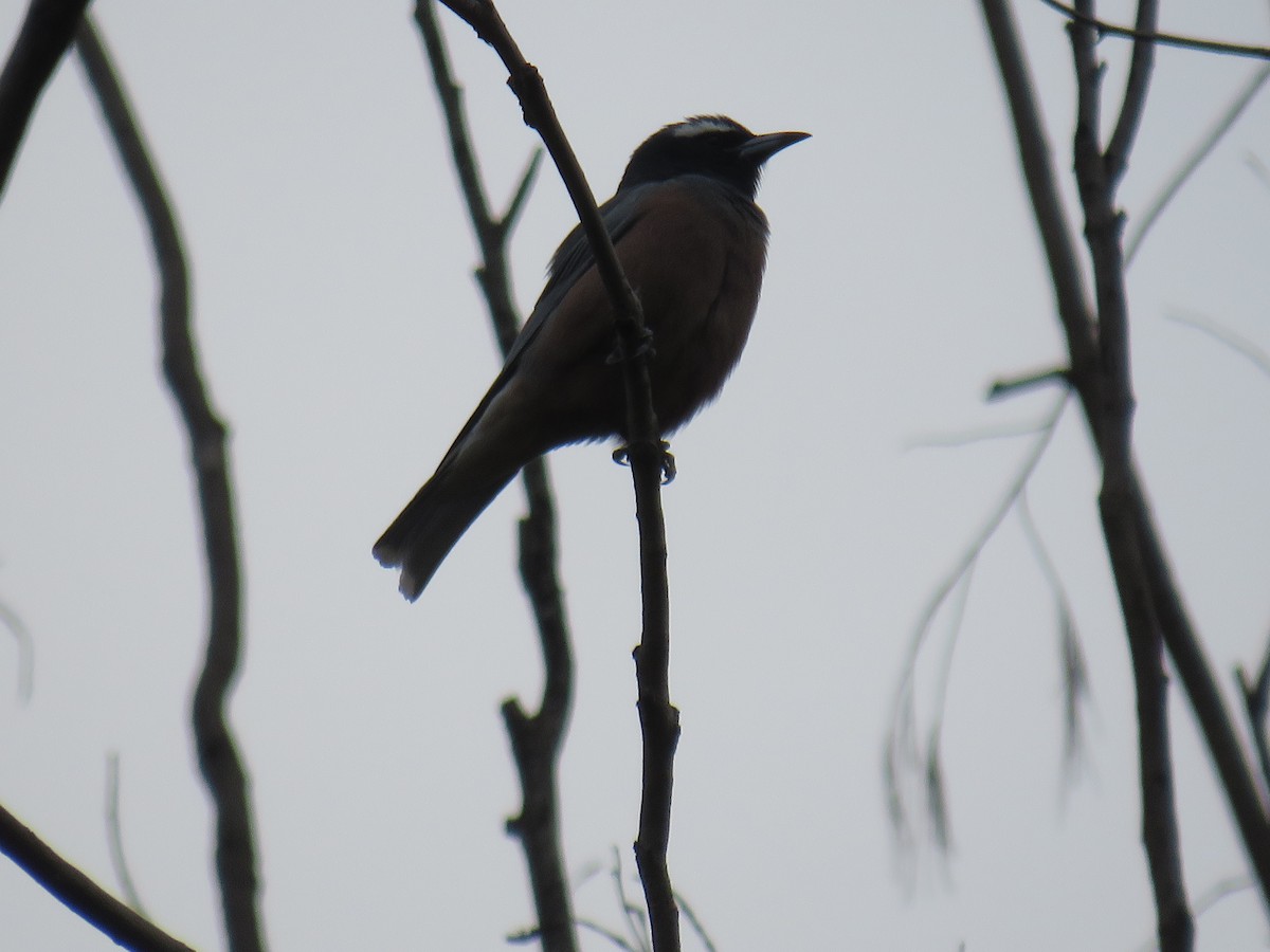 White-browed Woodswallow - Rodney Macready