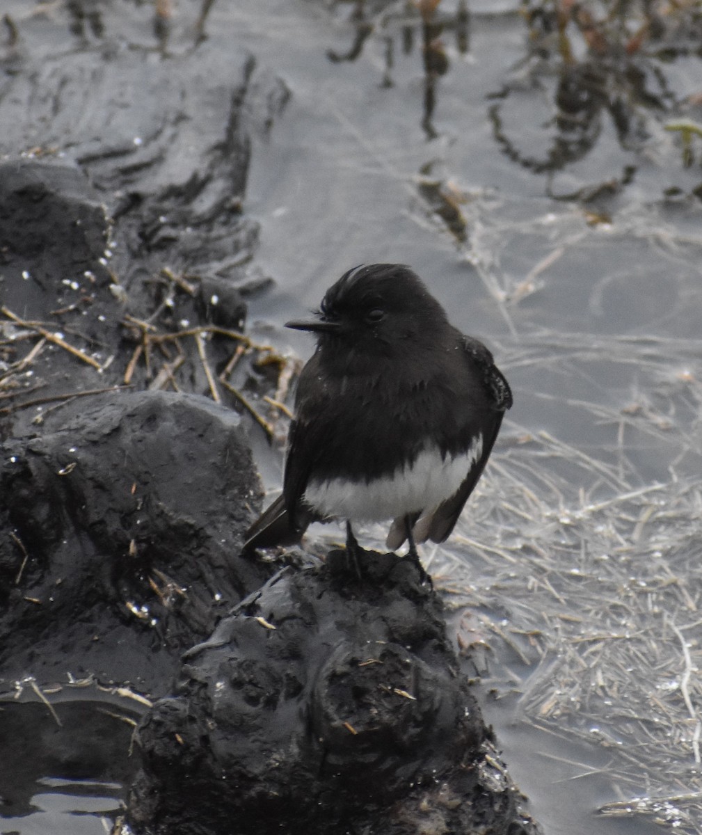 Black Phoebe - ML281502021