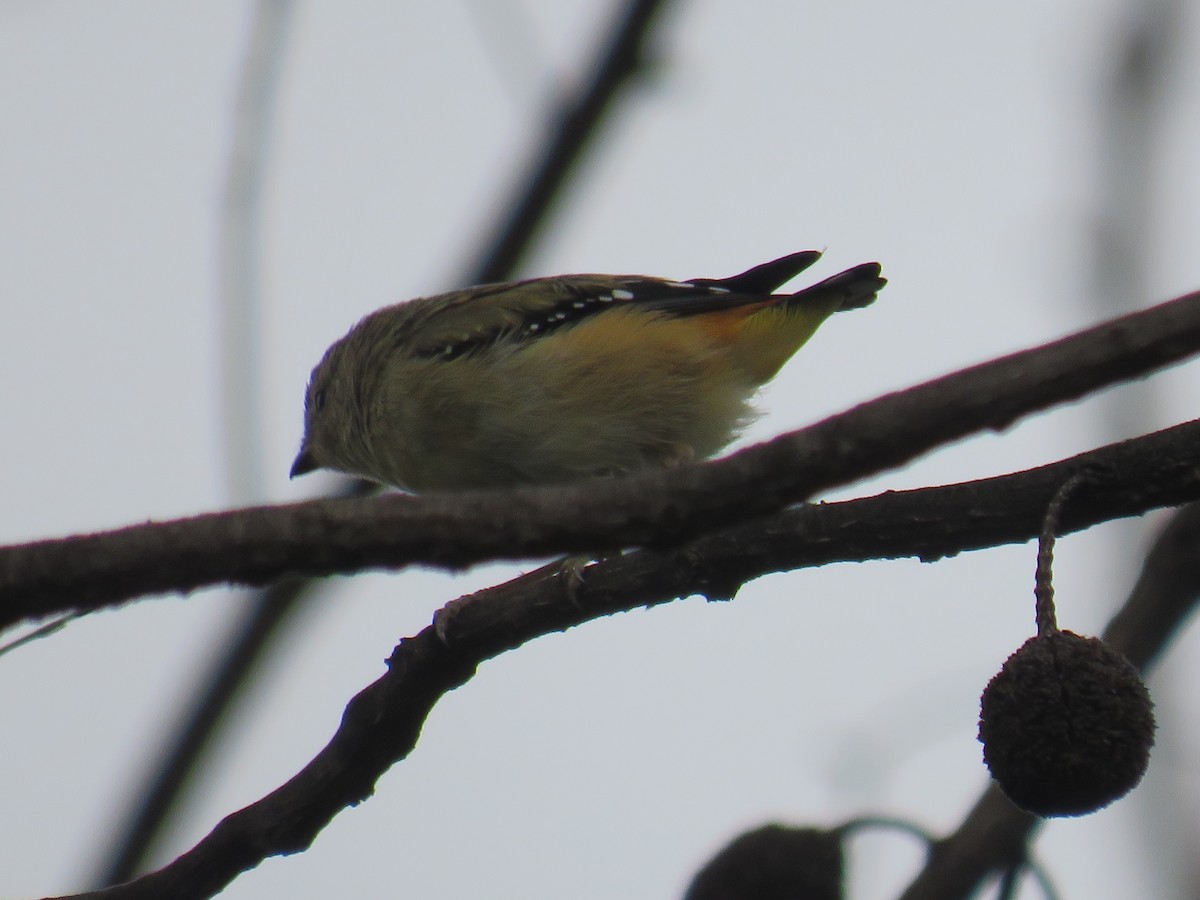 Spotted Pardalote - ML281502031