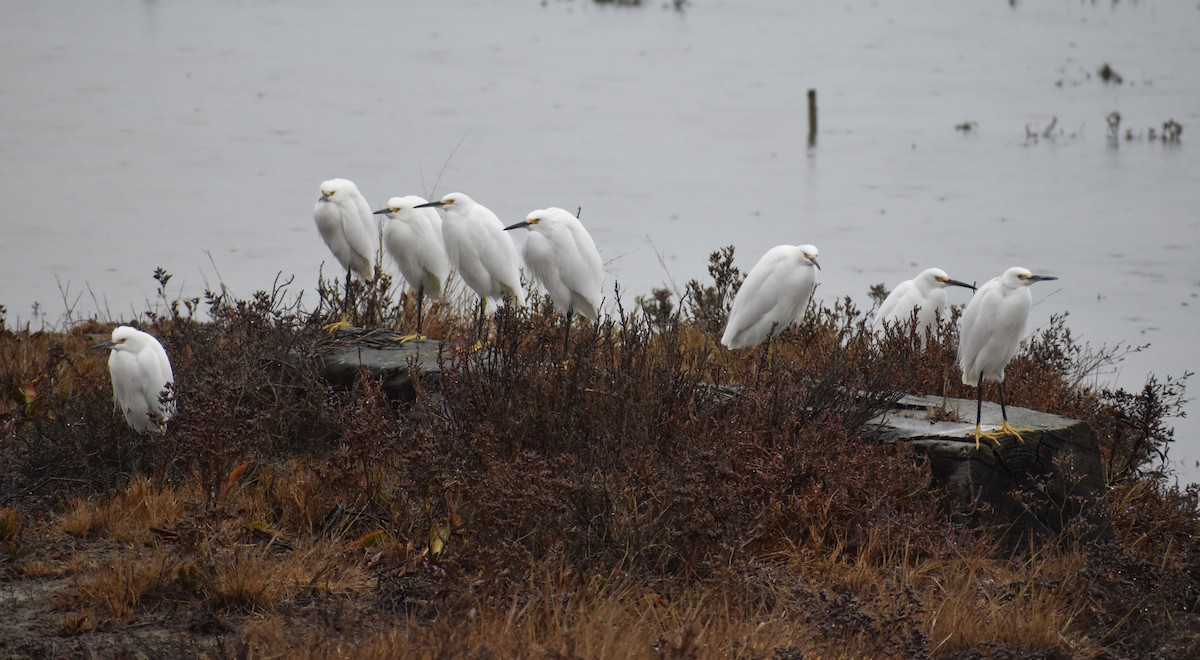 Snowy Egret - ML281502051