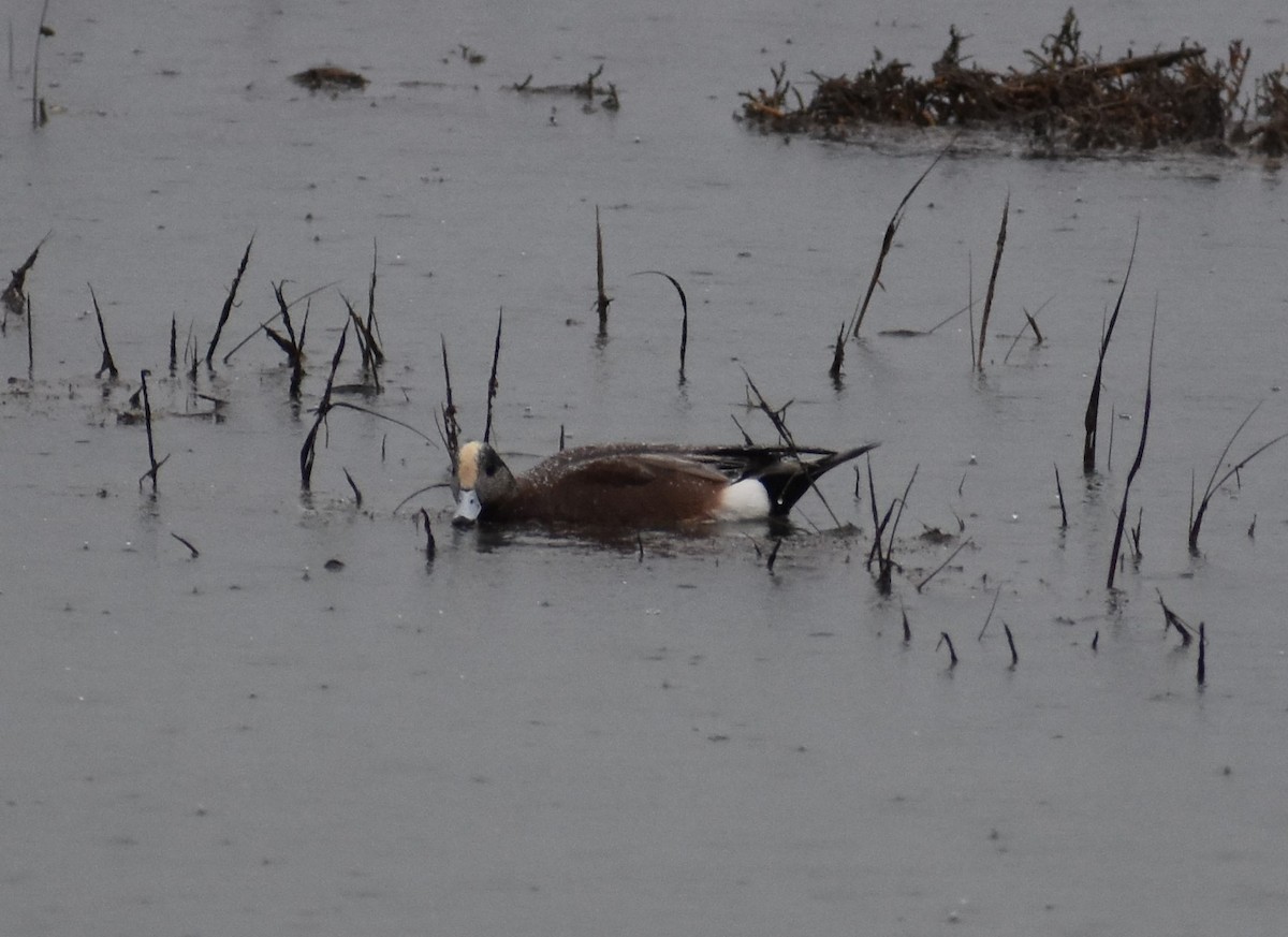 American Wigeon - ML281502121