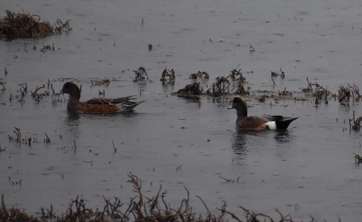 American Wigeon - ML281502211