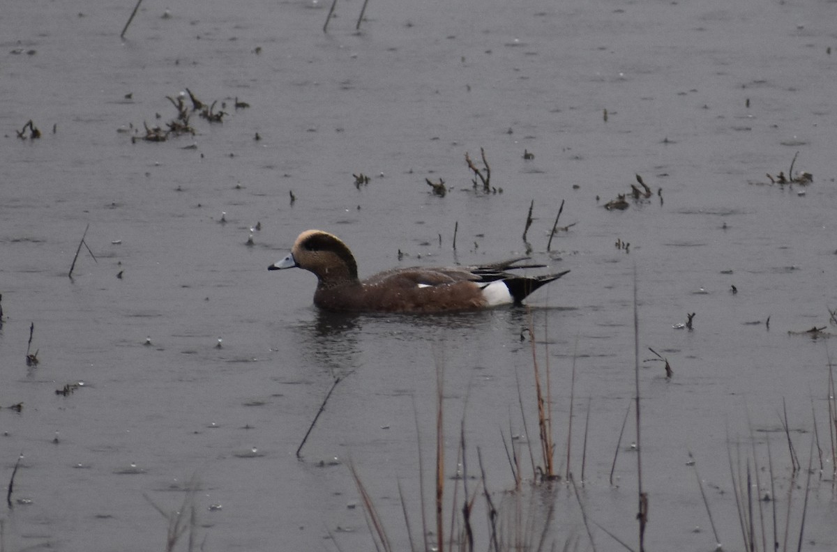 American Wigeon - ML281502221