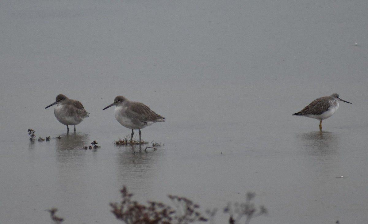 Willet - ML281502531