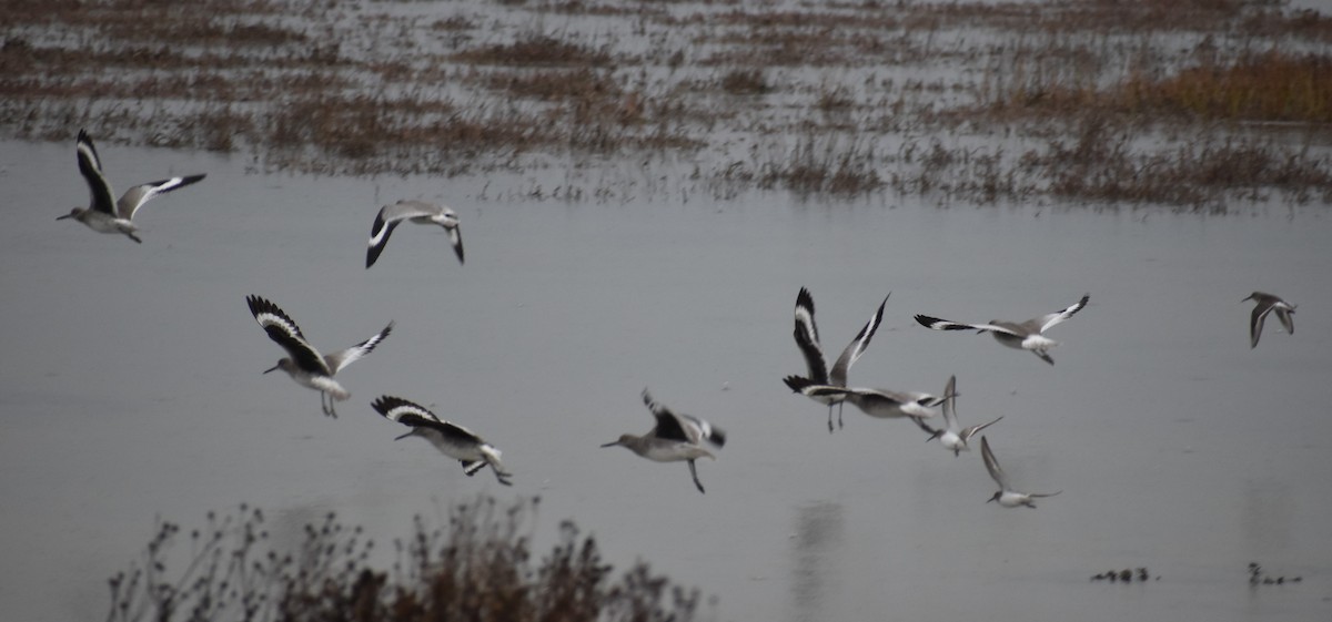 Willet - ML281502541