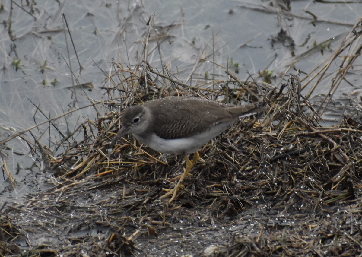 Spotted Sandpiper - ML281502621