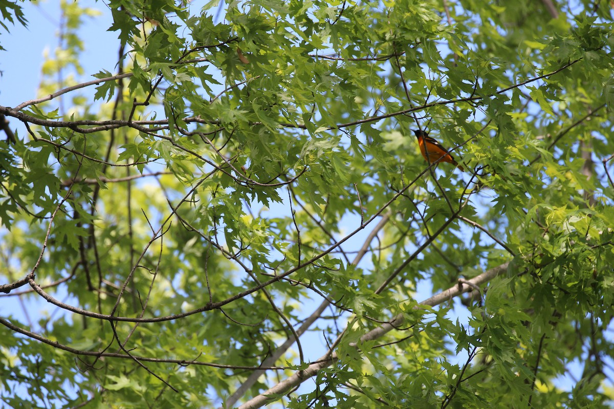 Baltimore Oriole - ML28150291