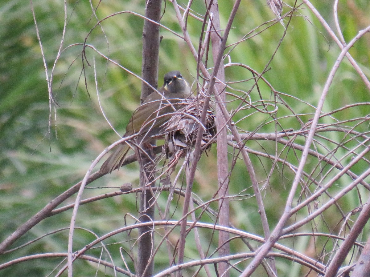 Lewin's Honeyeater - Rodney Macready