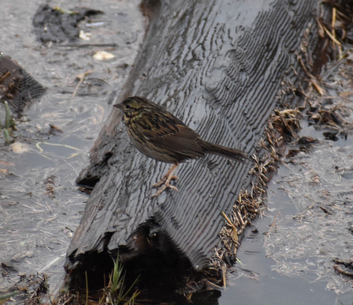 new world sparrow sp. - ML281503571
