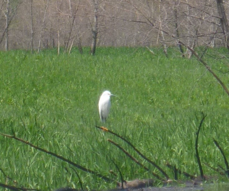 Snowy Egret - ML28150571