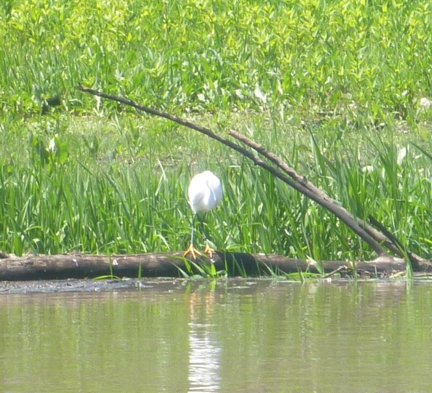 Snowy Egret - ML28150581