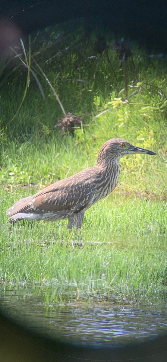 Black-crowned Night Heron - ML281506041