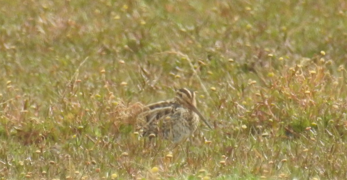 Latham's Snipe - ML281508051