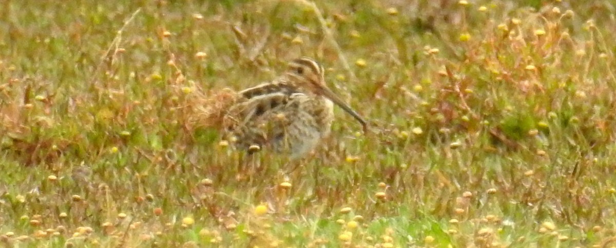 Latham's Snipe - ML281508061