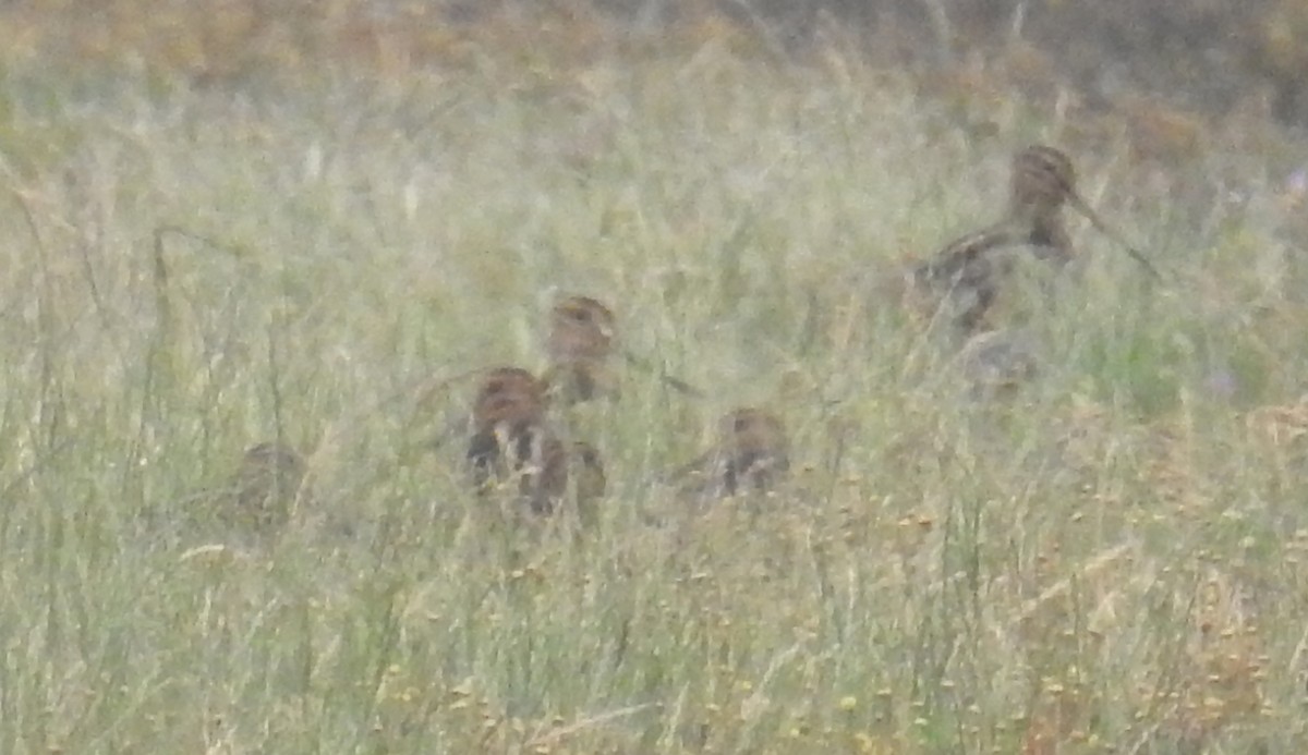 Latham's Snipe - ML281508071