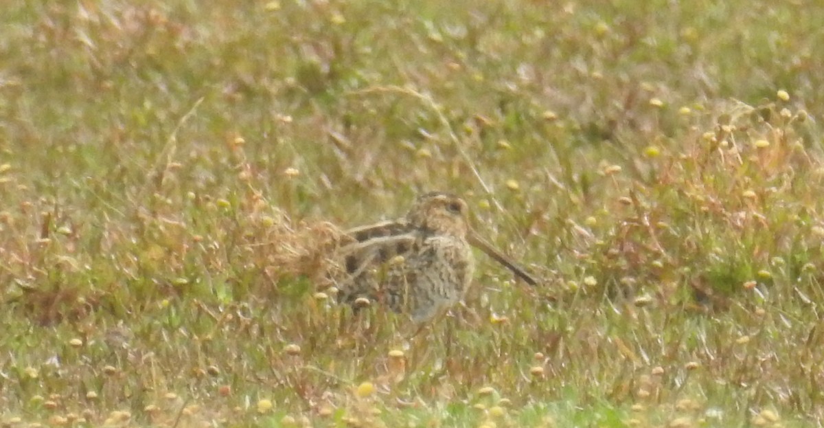 Latham's Snipe - ML281508081