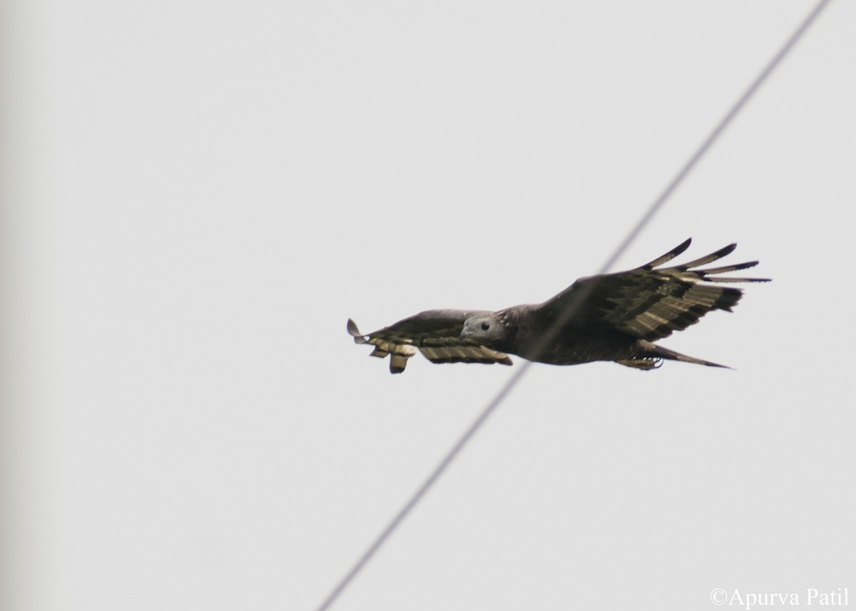 Oriental Honey-buzzard - ML281510661