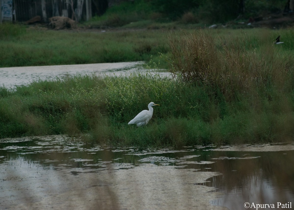 Eastern Cattle Egret - ML281510711