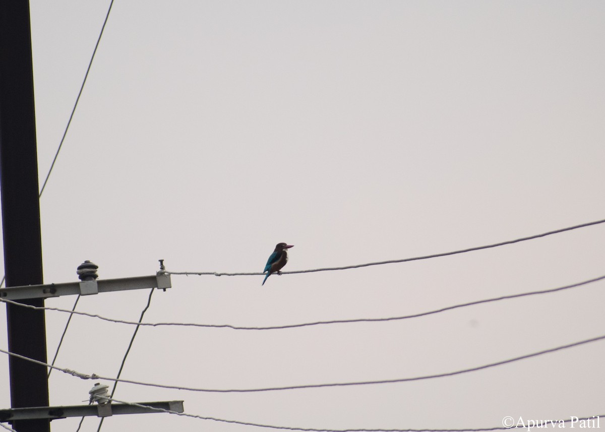 White-throated Kingfisher - ML281510751